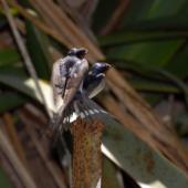 Welcome swallow. Pair copulating. Tiritiri Matangi Island, November 2008. Image &copy; Peter Reese by Peter Reese