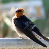 Welcome swallow. Adult showing folded wings. Ruawai, September 2012. Image &copy; Thomas Musson by Thomas Musson tomandelaine@xtra.co.nz