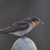Welcome swallow. Immature, perched with spider in its bill. ANZAC Drive Reserve, Christchurch, April 2014. Image &copy; Steve Attwood by Steve Attwood &nbsp;http://www.flickr.com/photos/stevex2/