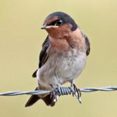 Welcome swallow | Warou. Front view of juvenile. Cape Kidnappers, January 2010. Image &copy; Dick Porter by Dick Porter