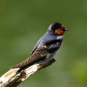 Welcome swallow. Adult. Wanganui, December 2011. Image &copy; Ormond Torr by Ormond Torr