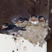 Welcome swallow. Five fledglings 2 days before leaving the nest. Tauranga, January 2013. Image &copy; Raewyn Adams by Raewyn Adams