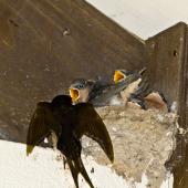 Welcome swallow. Parent arriving with food. Tauranga, January 2013. Image &copy; Raewyn Adams by Raewyn Adams