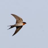 Welcome swallow. Adult in flight. Wanganui, June 2008. Image &copy; Ormond Torr by Ormond Torr