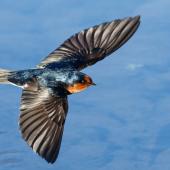 Welcome swallow. Adult in flight. Waikanae, June 2017. Image &copy; Roger Smith by Roger Smith