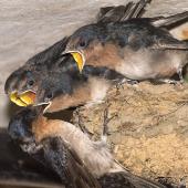 Welcome swallow | Warou. Adult bird feeding fledglings on the day two of the four left the nest. Oratia, January 2017. Image &copy; John and Melody Anderson, Wayfarer International Ltd by John and Melody Anderson Love our Birds®&nbsp;| www.wayfarerimages.co.nz