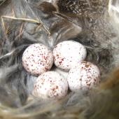 Welcome swallow. Eggs in nest. Banks Peninsula, October 2011. Image &copy; James Mortimer by James Mortimer