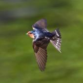 Welcome swallow. Dorsal view of adult in flight showing fanned tail. Palmerston North, November 2012. Image &copy; Phil Battley by Phil Battley