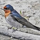 Welcome swallow | Warou. Adult showing feather details. Te Awanga, August 2011. Image &copy; Dick Porter by Dick Porter