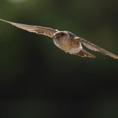 Fairy martin. Adult in flight. Western Treatment Plant, Werribee, Victoria, March 2017. Image &copy; Con Duyvestyn 2017 birdlifephotography.org.au by Con Duyvestyn