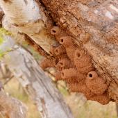 Fairy martin. Nests on underside of tree trunk (almost all nest sites are on artificial structures). Coomeroo Pool, Carnarvon, Western Australia, October 2018. Image &copy; Les George 2020 birdlifephotography.org.au by Les George