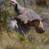 Chukor. Adult in flight. Mt John, Tekapo, January 2013. Image &copy; Colin Miskelly by Colin Miskelly