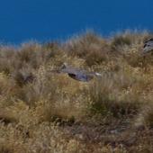 Chukor. Adult in flight. Mt John, Tekapo, January 2013. Image &copy; Colin Miskelly by Colin Miskelly