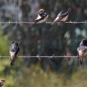 Tree martin. Adults (middle wire) with fairy martins. Wastewater Ponds, Alice Springs, Australia, September 2015. Image &copy; Alan Tennyson by Alan Tennyson