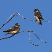 Tree martin. Adult (top right) and juvenile. Brookfield Conservation Park, South Australia, February 2017. Image &copy; John Fennell by John Fennell
