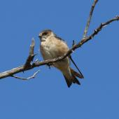Tree martin. Juvenile. Brookfield Conservation Park, South Australia, February 2017. Image &copy; John Fennell by John Fennell