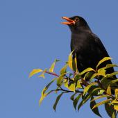 Eurasian blackbird. Adult male singing. Cornwall Park, Hastings, November 2012. Image &copy; Adam Clarke by Adam Clarke