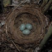 Eurasian blackbird | Manu pango. Nest with 3 eggs. Wellington, December 2007. Image &copy; Peter Reese by Peter Reese