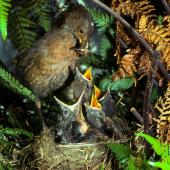 Eurasian blackbird | Manu pango. Female at nest feeding. Levin, December 1980. Image &copy; Albert Aanensen by Albert Aanensen