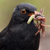 Eurasian blackbird | Manu pango. Adult male with worms in beak. Dunedin, October 2011. Image &copy; Paul Sorrell by Paul Sorrell