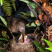 Eurasian blackbird | Manu pango. Female at nest removing faecal sac. Levin, December 1980. Image &copy; Albert Aanensen by Albert Aanensen