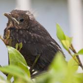 Eurasian blackbird | Manu pango. Fledgling. Auckland, December 2010. Image &copy; Philip Griffin by Philip Griffin