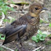 Eurasian blackbird | Manu pango. Juvenile. Warkworth, October 2012. Image &copy; Thomas Musson by Thomas Musson tomandelaine@xtra.co.nz
