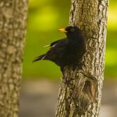 Eurasian blackbird. Adult male perched on trunk. Auckland. Image &copy; Eugene Polkan by Eugene Polkan
