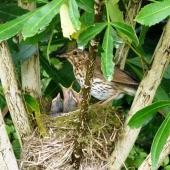 Song thrush. Adult at nest with four young. Waikato, November 2011. Image &copy; Joke Baars by Joke Baars