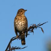 Song thrush. Male on singing perch. Wanganui, July 2008. Image &copy; Ormond Torr by Ormond Torr