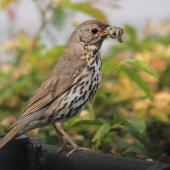 Song thrush. Adult with bill-full of slugs and worms. Hastings, November 2011. Image &copy; Adam Clarke by Adam Clarke
