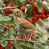 Song thrush. Adult. Wanganui, June 2011. Image &copy; Ormond Torr by Ormond Torr