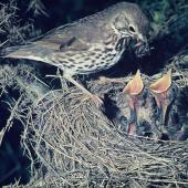 Song thrush. Adult feeding 2 chicks in nest. , November 1974. Image &copy; Department of Conservation (image ref: 10030904) by Barry Harcourt, Department of Conservation  Courtesy of Department of Conservation