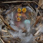 Common starling | Tāringi. Four newly hatched chicks and egg in nest box. Mana Island, November 2008. Image &copy; Peter Reese by Peter Reese