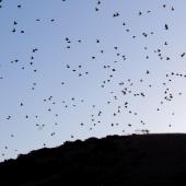 Common starling. Flock flying to roost. Mana Island, March 2009. Image &copy; Peter Reese by Peter Reese