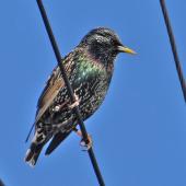 Common starling | Tāringi. Adult male. Petone, June 2014. Image &copy; John Flux by John Flux