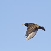 Common starling. In flight. Te Puke, August 2011. Image &copy; Raewyn Adams by Raewyn Adams