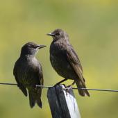 Common starling. Fledglings. Potts Road near Whitford, November 2016. Image &copy; Marie-Louise Myburgh by Marie-Louise Myburgh