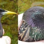 Common starling. Breeding male (left) & female distinguished by hackle length, bill and eye colour. Lower Hutt, September 2007. Image &copy; John Flux by John Flux