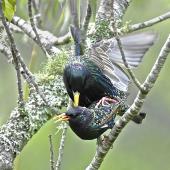 Common starling | Tāringi. Pair mating. South Auckland, October 2014. Image &copy; Marie-Louise Myburgh by Marie-Louise Myburgh