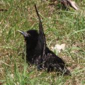 Common starling. Adult sunning, with wing raised. Lower Hutt, January 2016. Image &copy; Robert Hanbury-Sparrow by Robert Hanbury-Sparrow