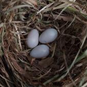 Common starling. Old nest with faded eggs. Mana Island, November 2012. Image &copy; Colin Miskelly by Colin Miskelly