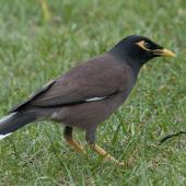 Common myna | Maina. Adult. Auckland Domain, November 2010. Image &copy; Philip Griffin by Philip Griffin www.philipgriffin.com