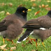 Common myna | Maina. Adults. Wanganui, May 2012. Image &copy; Ormond Torr by Ormond Torr