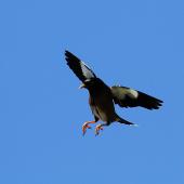 Common myna | Maina. Adult in flight showing underwings. Wanganui, December 2012. Image &copy; Ormond Torr by Ormond Torr