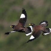 Common myna. Adults in flight (dorsal view). Wanganui, June 2014. Image &copy; Ormond Torr by Ormond Torr