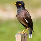Common myna. Adult showing undertail. Rarotonga, October 2011. Image &copy; Craig Steed by Craig Steed