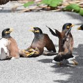 Common myna. Two pairs fighting. Mission Heights, Auckland, February 2016. Image &copy; Marie-Louise Myburgh by Marie-Louise Myburgh