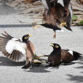 Common myna. Two pairs fighting. Mission Heights,  Auckland, February 2016. Image &copy; Marie-Louise Myburgh by Marie-Louise Myburgh