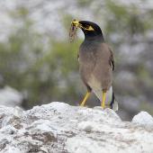 Common myna. Adult carrying insect prey. Waiotapu, January 2013. Image &copy; Brian Anderson by Brian Anderson BaPhotographic